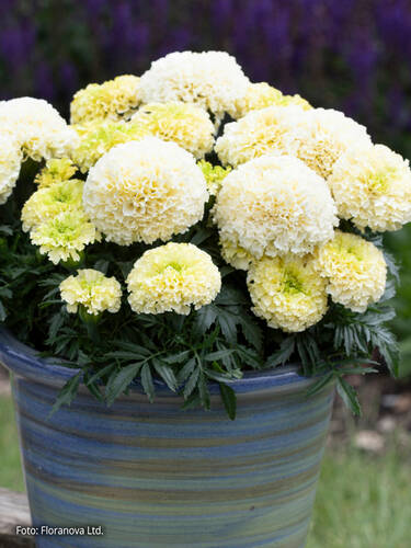 Hauptbild des Artikels "Studentenblume WhiteGold Mini"