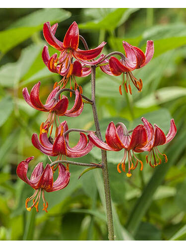 Hauptbild des Artikels "Trkenbundlilie Claude Shride" aus der Kategorie "Blumenzwiebeln"