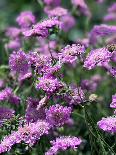 Hauptbild des Artikels "Tauben-Skabiose Pink Mist" (Bildbeschreibung ist in Arbeit)