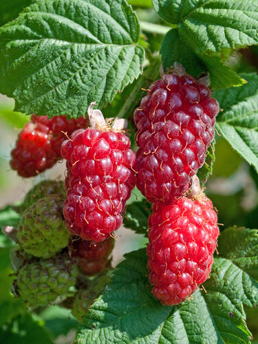Hauptbild des Artikels "Tayberry Buckingham"