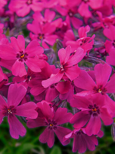 Hauptbild des Artikels "Teppich-Flammenblume Crackerjack" (Bildbeschreibung ist in Arbeit)