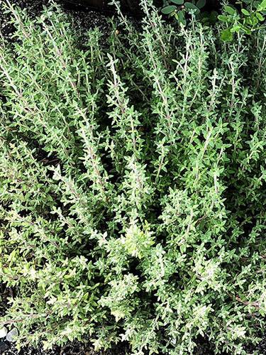Hauptbild des Artikels "Thymian Orangelo"
