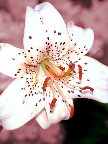 Hauptbild des Artikels "Tigerlilie Corsage"