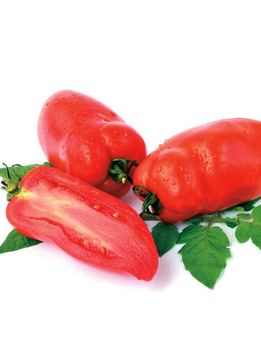 Tomate Andenhrnchen