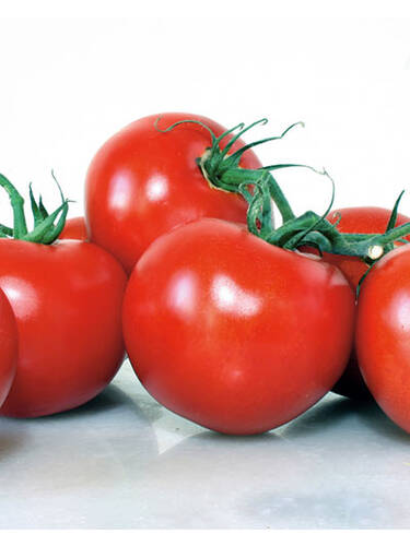 Hauptbild des Artikels "Tomate Harzfeuer, F1" aus der Kategorie "Gemsepflanzen"
