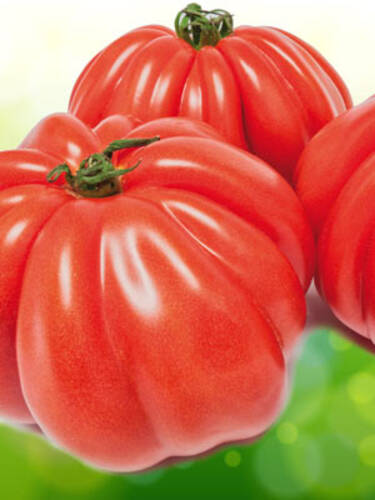 Gemüsepflanzen - Tomate Ochsenherz