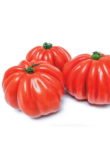 Hauptbild des Artikels "Tomate Ochsenherz" aus der Kategorie "Gemsepflanzen"