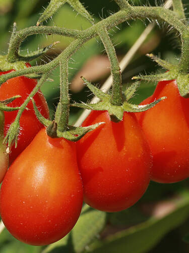 Tomate Red Pear