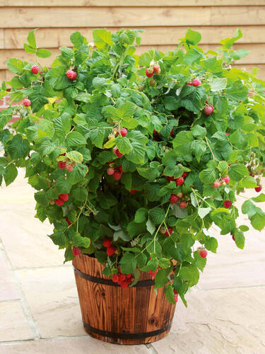 Hauptbild des Artikels "Topfhimbeere Ruby Beauty"