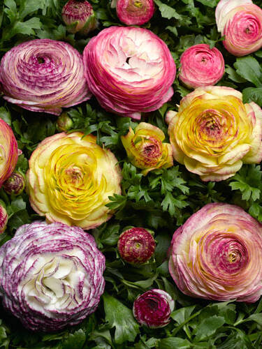 Hauptbild des Artikels "Topfranunkeln Mach Vanilla Bicolor Medley"