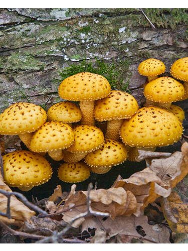 Pilzkultur - Toskana-Pilz (Stbchenbrut)