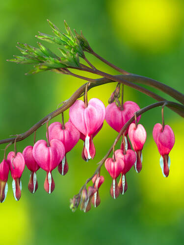 Hauptbild des Artikels "Trnendes Herz Rosa" aus der Kategorie "Pflanzen"