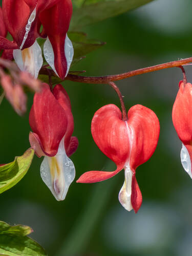 Hauptbild des Artikels "Trnendes Herz Valentine"