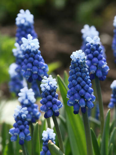 Hauptbild des Artikels "Traubenhyazinthe Mount Hood" aus der Kategorie "Blumenzwiebeln"