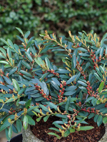 Hauptbild des Artikels "Traubiger Zweigriffel Blue Cascade" aus der Kategorie "Ziergehlze"