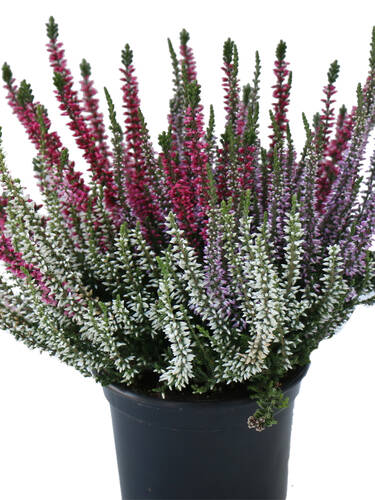 Hauptbild des Artikels "Trio-Knospenheide Gardengirls" aus der Kategorie "Saisonpflanze"