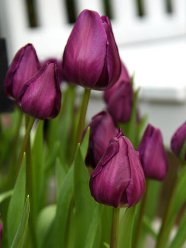 Hauptbild des Artikels "Triumph Tulpe Deep Purple Rock"
