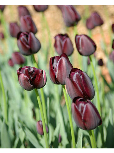 Hauptbild des Artikels "Triumph-Tulpe Havran" aus der Kategorie "Blumenzwiebeln"