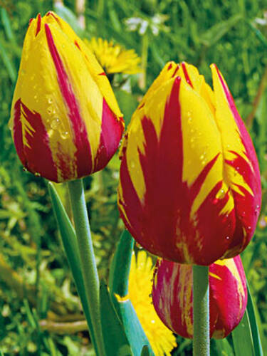 Blumenzwiebeln - Triumph-Tulpe Helmar