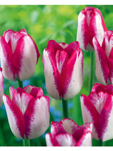 Hauptbild des Artikels "Triumph-Tulpe Hotpants" aus der Kategorie "Blumenzwiebeln"