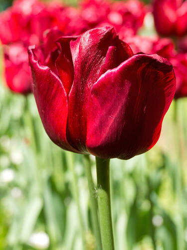 Hauptbild des Artikels "Triumph-Tulpe Ile de France"