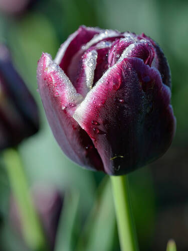Blumenzwiebeln - Triumph-Tulpe Jackpot