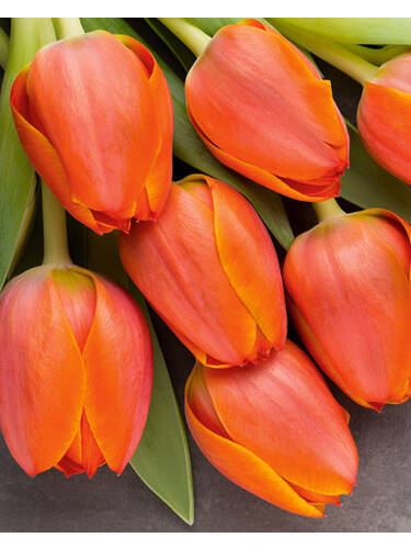 Blumenzwiebeln - Triumph-Tulpe Kings Orange