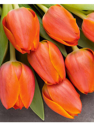 Hauptbild des Artikels "Triumph-Tulpe Kings Orange" aus der Kategorie "Blumenzwiebeln"