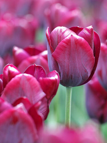 Hauptbild des Artikels "Triumph-Tulpe Ronaldo"