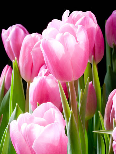 Hauptbild des Artikels "Triumph-Tulpe Synaeda Amor"