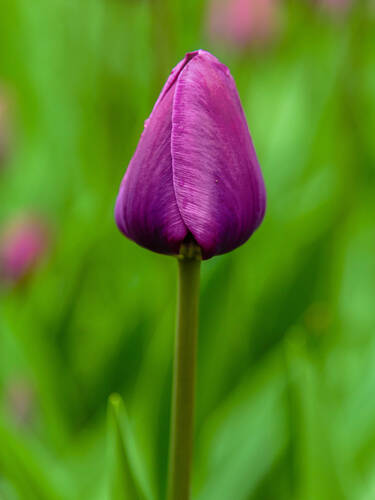 Blumenzwiebeln - Triumph-Tulpen Negrita