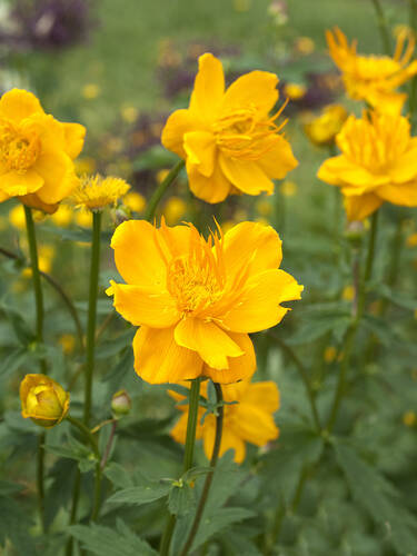 Hauptbild des Artikels "Trollblume Golden Queen" aus der Kategorie "Pflanzen"