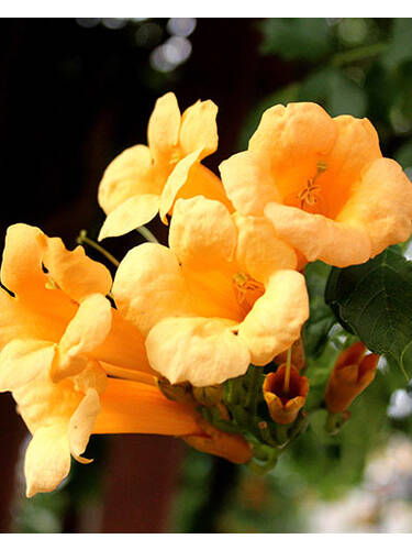 Kletterpflanzen - Trompetenblume Flava
