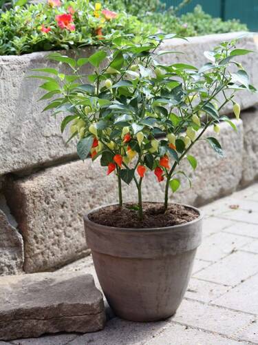 Hauptbild des Artikels "Tropfen-Chili" aus der Kategorie "Gemsepflanzen"