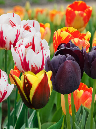 Hauptbild des Artikels "Tulpe Fantastic Mixture" (Bildbeschreibung ist in Arbeit)