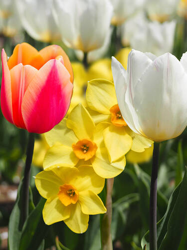 Hauptbild des Artikels "Tulpe-Narzissen Sunshine Mixture" (Bildbeschreibung ist in Arbeit)