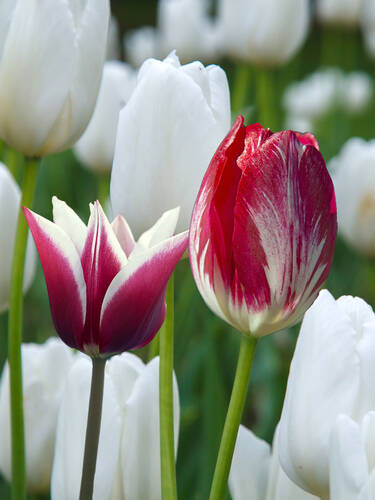Blumenzwiebeln - Tulpen Mischung Purple White