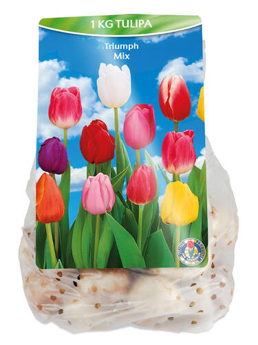 Hauptbild des Artikels "Tulpen-Mix" (Bildbeschreibung ist in Arbeit)