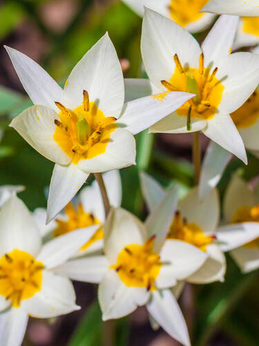 Turkestanische Tulpe