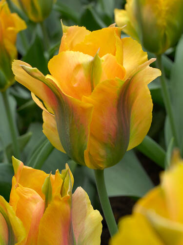 Blumenzwiebeln - Viridiflora Tulpe Golden Artist