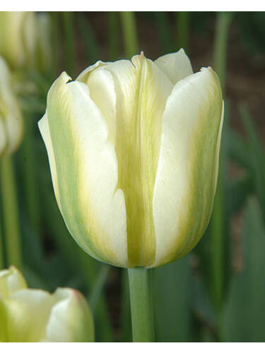 Blumenzwiebeln - Viridiflora-Tulpe Spring Green