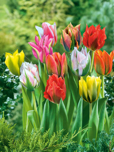 Hauptbild des Artikels "Viridiflora-Tulpen-Mischung" aus der Kategorie "Blumenzwiebeln"