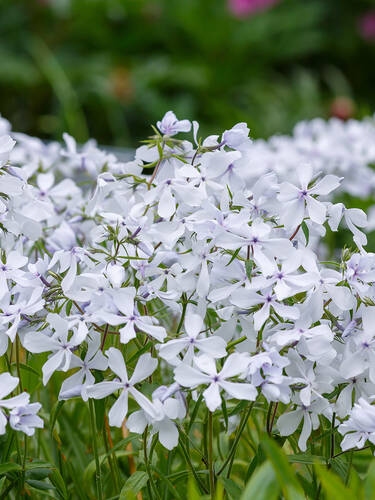 Hauptbild des Artikels "Wald-Flammenblume White Perfume" (Bildbeschreibung ist in Arbeit)