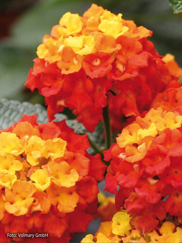 Hauptbild des Artikels "Wandelrschen Evita Scarlet" aus der Kategorie "Blumen Jungpflanzen"