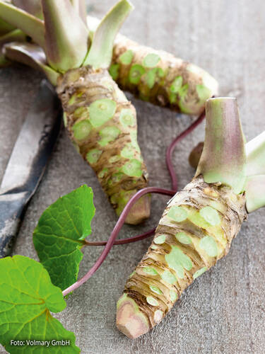 Hauptbild des Artikels "Wasabi Mephisto Green"