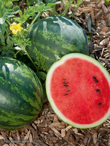 Hauptbild des Artikels "Wassermelone Mini Love (veredelt)" aus der Kategorie "Gemsejungpflanzen"