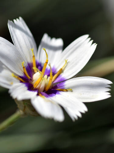 Hauptbild des Artikels "Weie Rasselblume" (Bildbeschreibung ist in Arbeit)