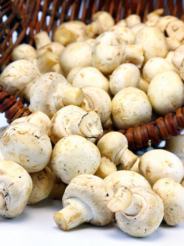 Hauptbild des Artikels "Weier Champignon" aus der Kategorie "Pilzkultur"