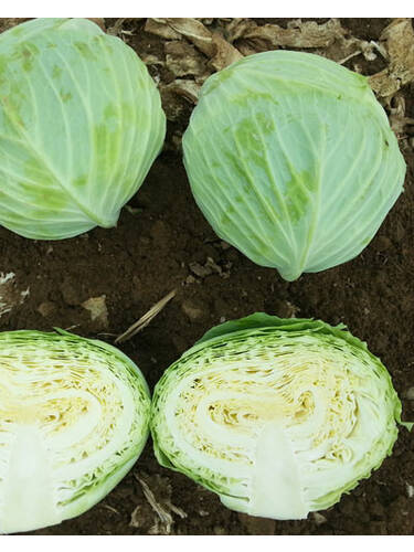Hauptbild des Artikels "Weikohl Beverly Hills, F1"