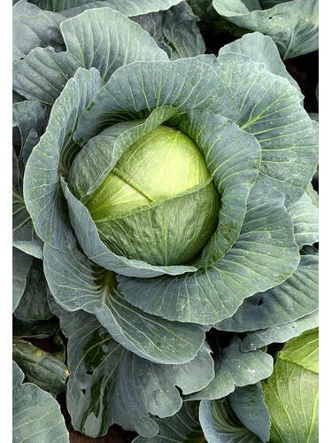 Hauptbild des Artikels "Weikohl Saturn 45, F1" (Bildbeschreibung ist in Arbeit)